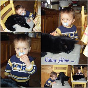 calins_felins
