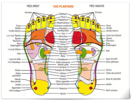 photoVuePlantaire