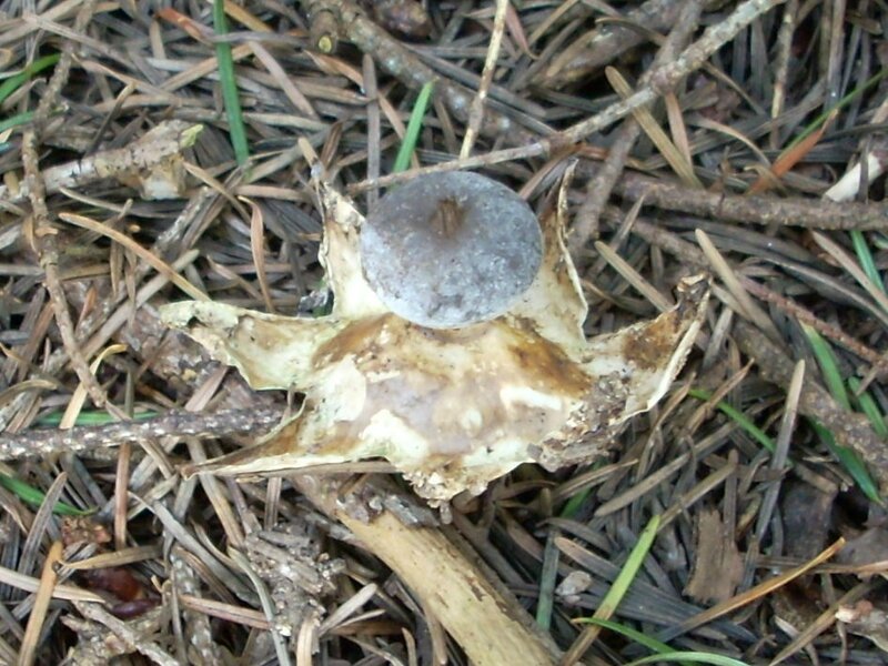 Geastrum pectinatum