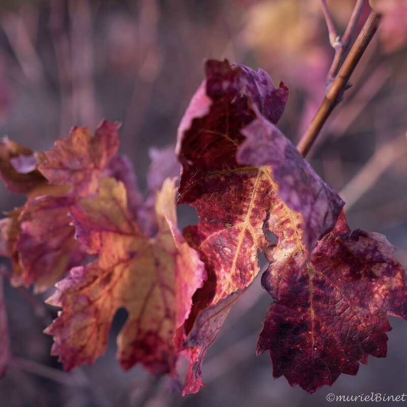 vignes en automne-1