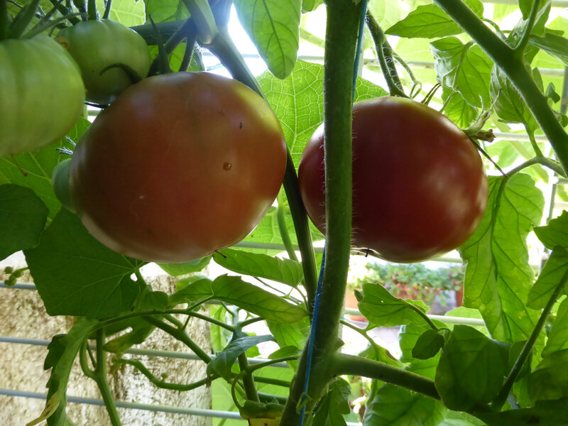 12-tomates (2)