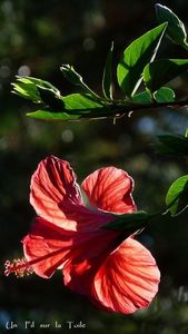 hibiscus_3