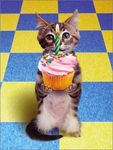 Birthday_Cat