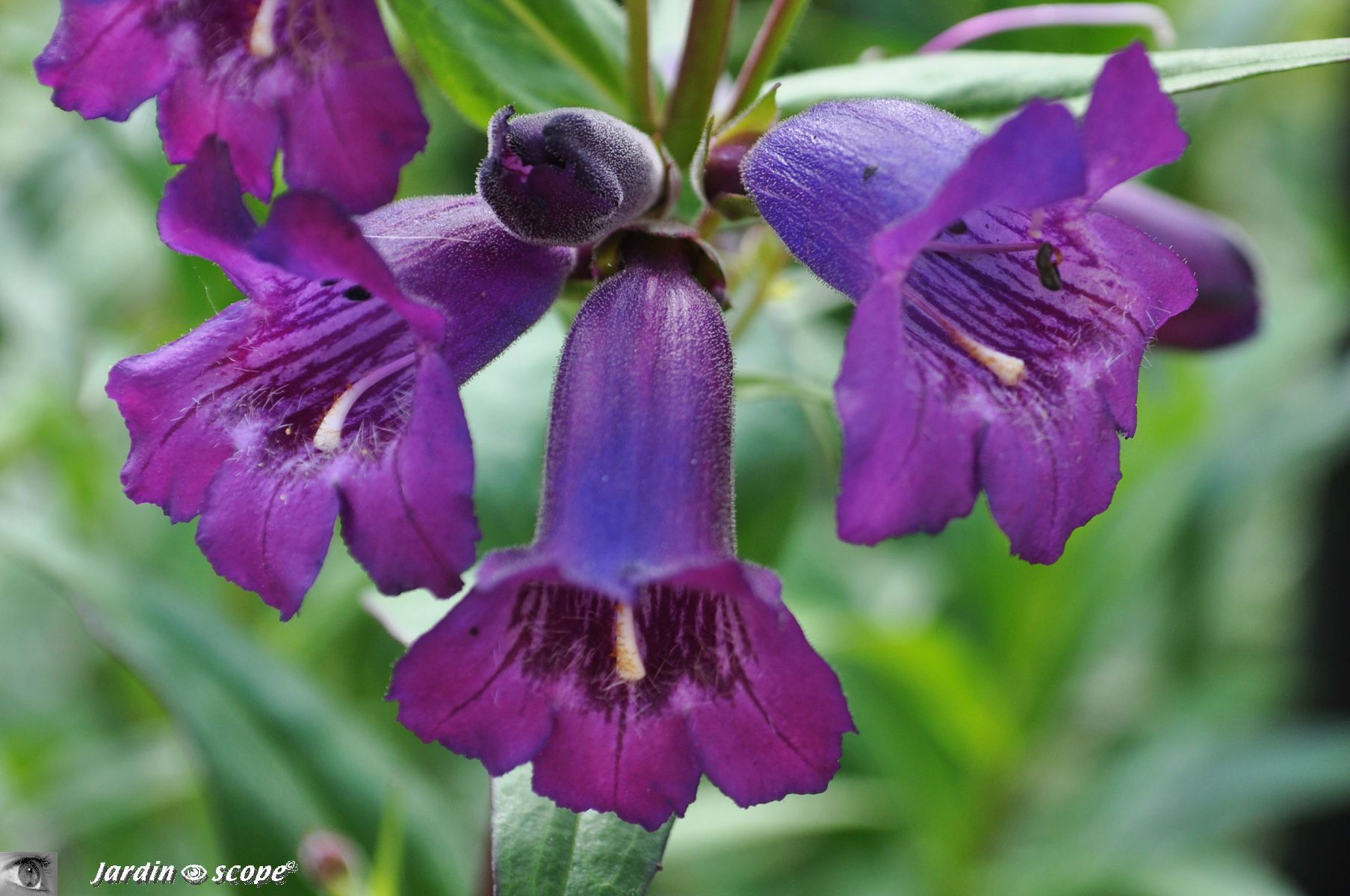 Penstemon-Russian-River-3