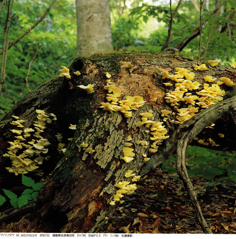Mycoleptodonoides aitchisonii_IOH 436-Izawa