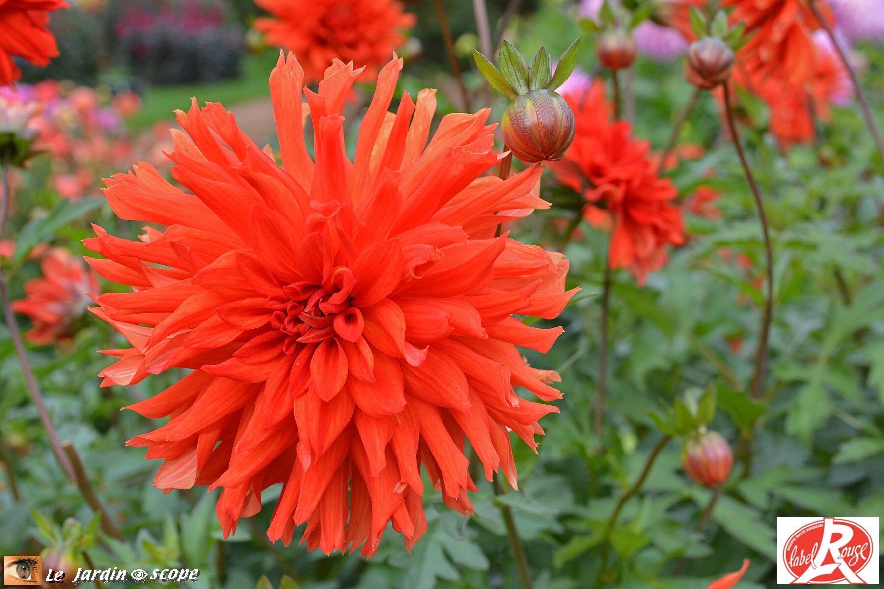 Dahlia Vulcania (Label Rouge)