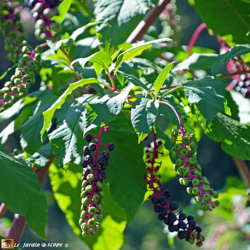 Phytolacca-decandra-2