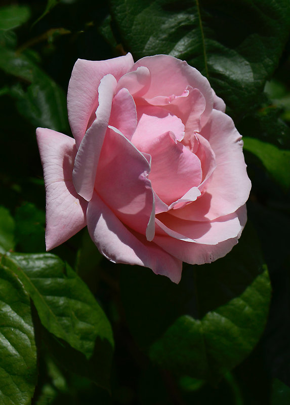 Rose rose 1 12-05-21