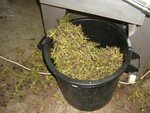 Vendanges_Aloha_06_021