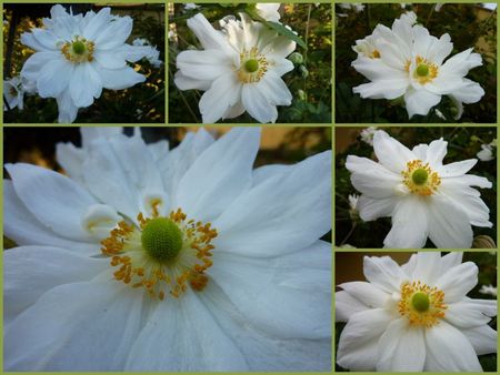 anemonnes