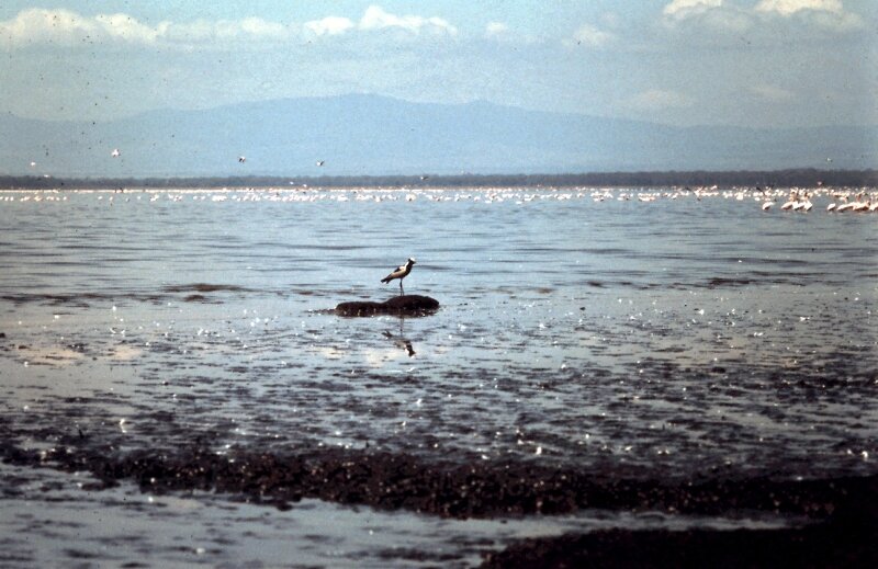 nakuru flamand t