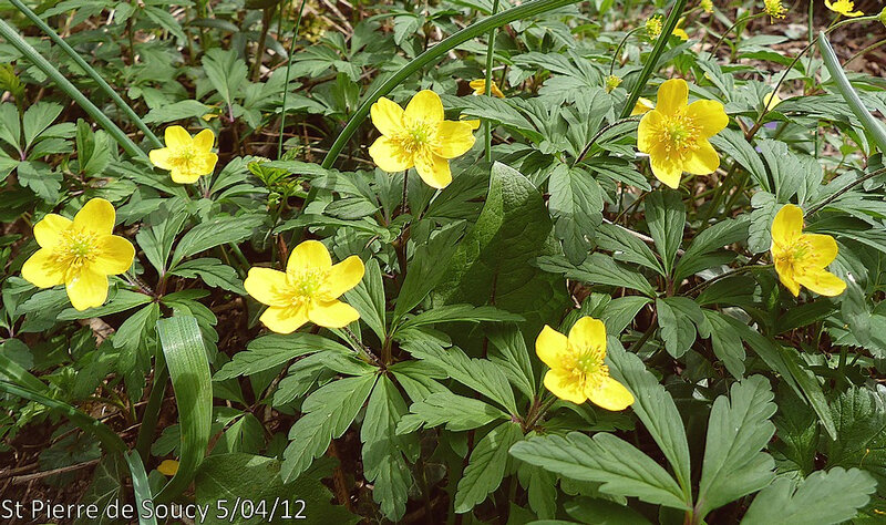 Anemone ranunculoides