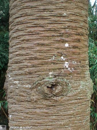 Araucaria_ecorce