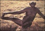bonobo