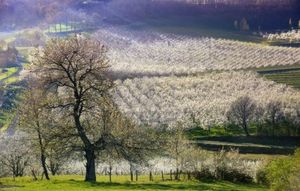 13653278-un-verger-de-la-fleur-de-prunier-dans-la-campagne-francaise