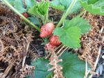 potager 1er juin fraisiers(10)