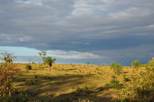 269_Paysage_des_llanos_de_Chiquitos