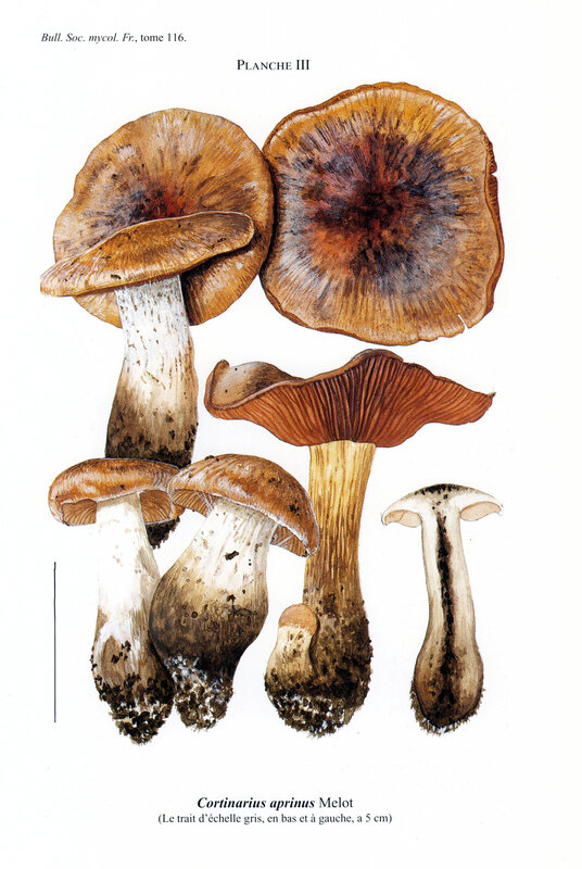 Cortinarius aprinus Tassi_0001