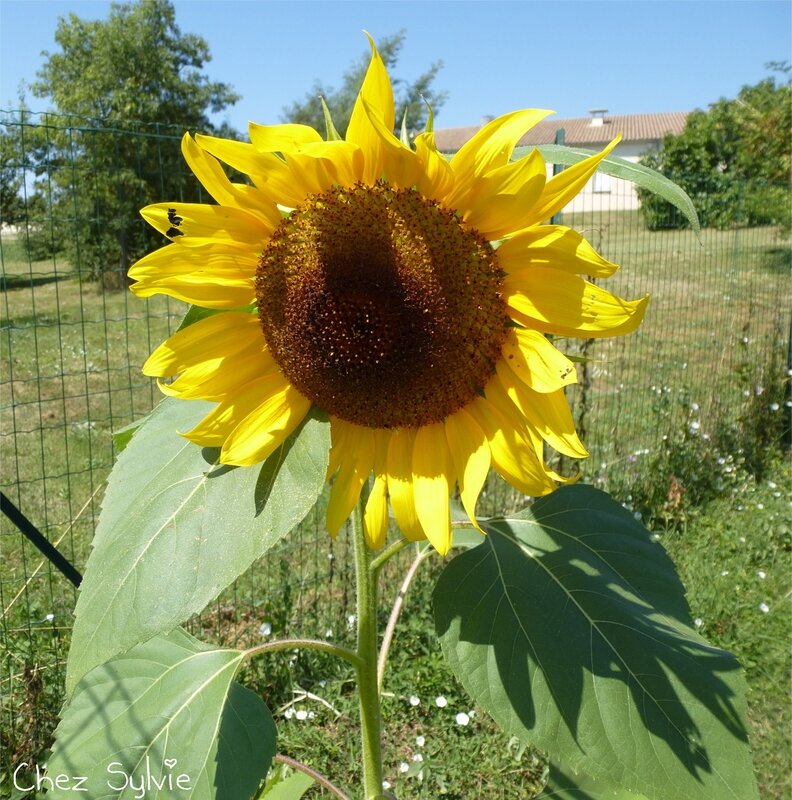 Tournesols02 au 18-08-02