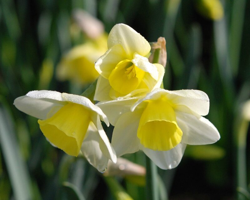 Narcissus 'Silver Smiles'