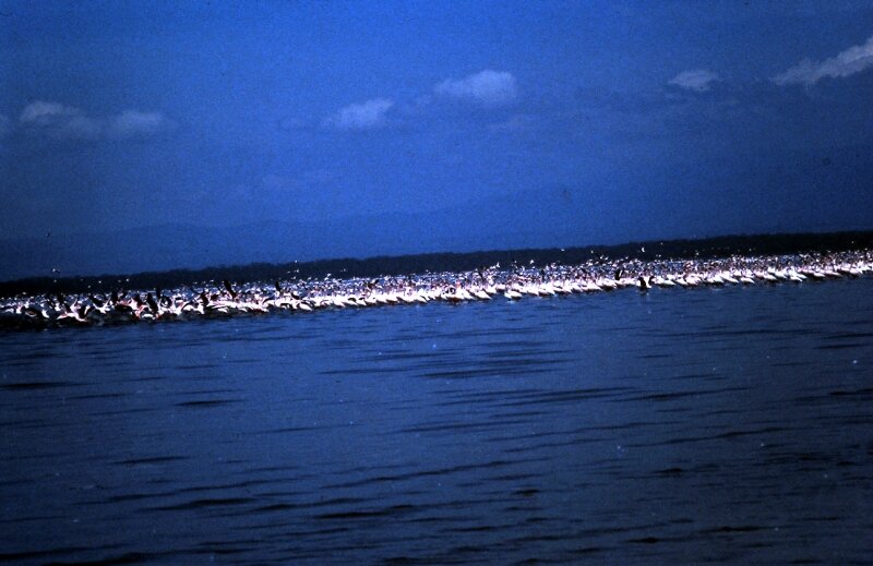 nakuru flamand i