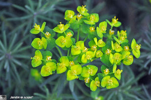 Euphorbia_cyparissias_2