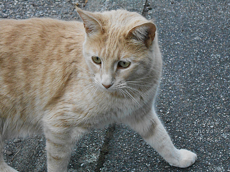 chat2
