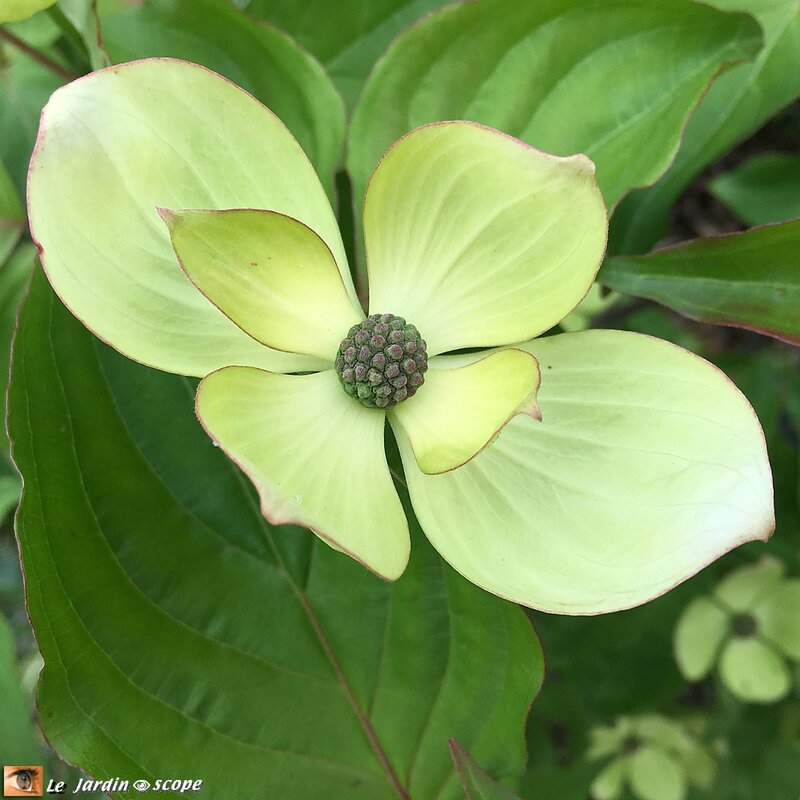 Cornus kousa Venus