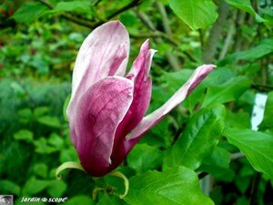 8695_Magnolia_carmin