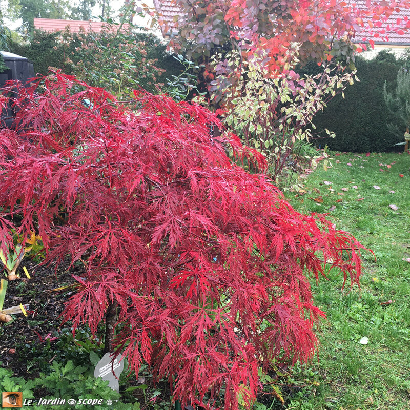 Acer-palmatum-et-cotinus