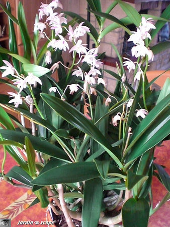 Dendrobium phalaenopsis