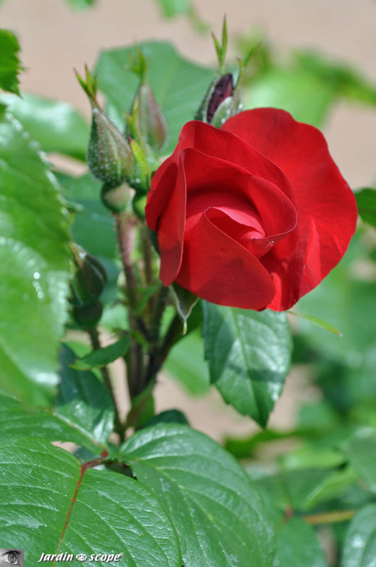 Rosier 'Robusta®'