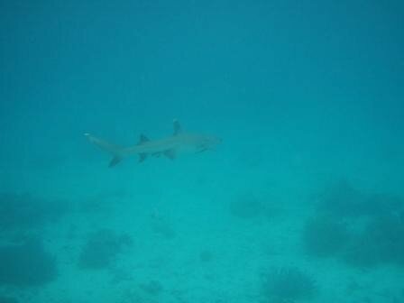 requin