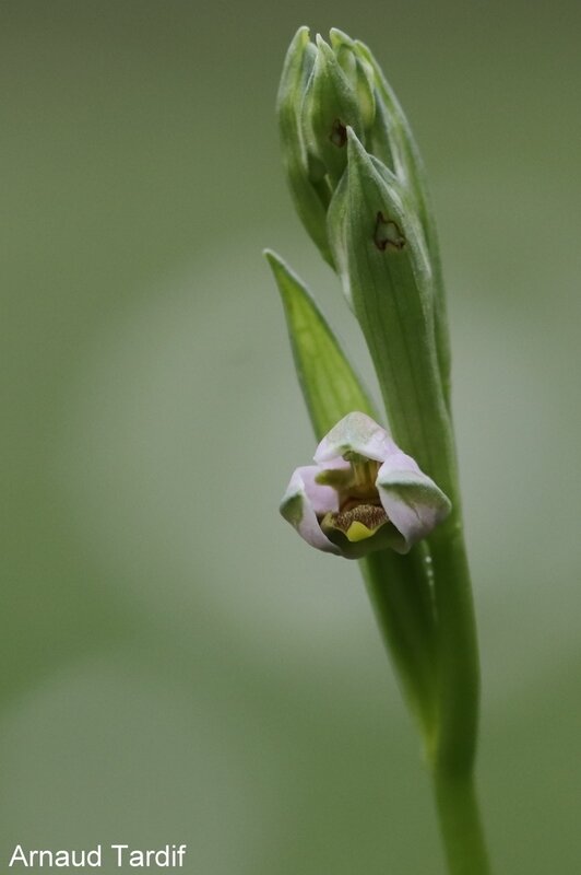 00909 Maison Mai 2020 - Ophrys Abeille - Pied 35 - Première Orchidée à fleurir