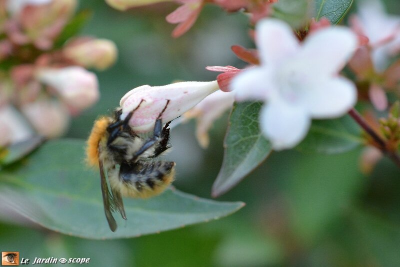 Abélia-et-abeille