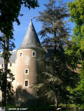 le Cédre et le Château d'Ainay-le-Vieil