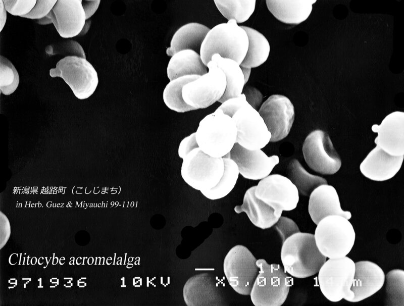 99_11_01_Clitocybe_acromelalga_Kobayashi