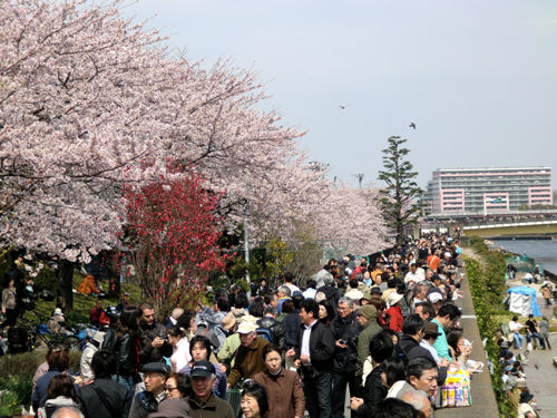 Sumida_koen_hanami_4