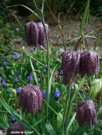 Fritillaria Meleagris