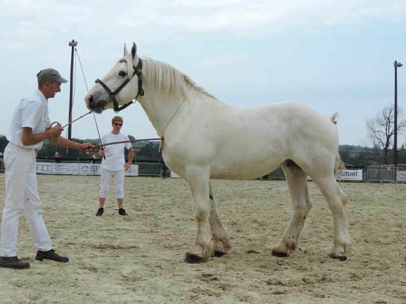 Gagneur - 19 Septembre 2020 - Concours des Etalons Boulonnais - Samer (62) - 1er (4 et 5 ans) Agréé