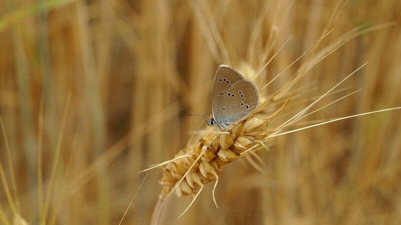 AZURE des Anthyllides - Demi-Argus - Cyaniris Semiargus