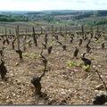 Bourgogne: entre <b>Mercurey</b> et Savigny lès Beaune