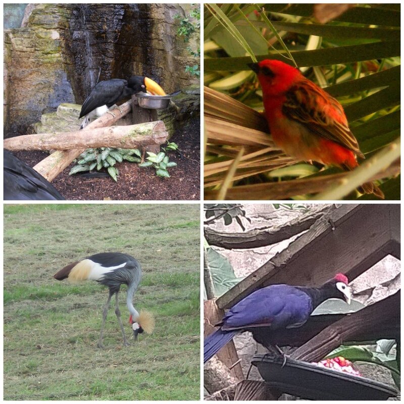 Oiseaux Zoo de Beauval 1