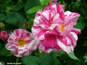 Rosier Gallica versicolor