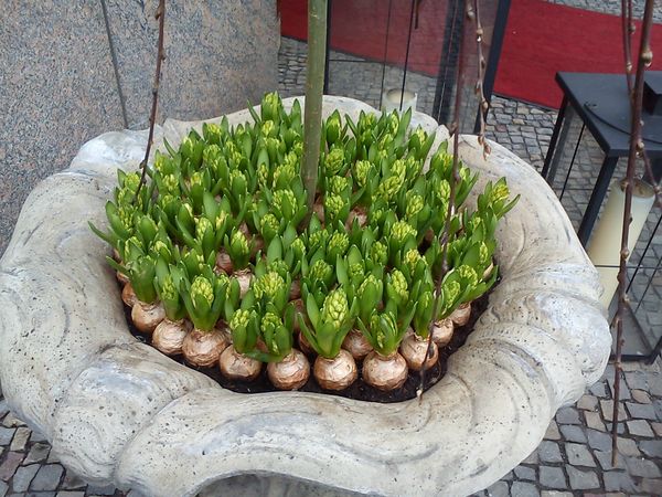 32 Bulbes dans jardinière devant l'hôtel chicos devant la Brandenburger Tor
