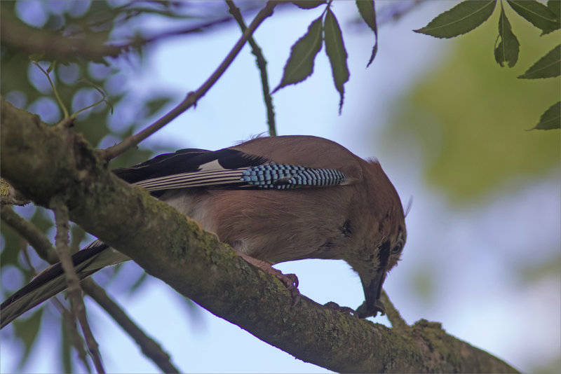 Oiseau Geai proie 230521 9 ym