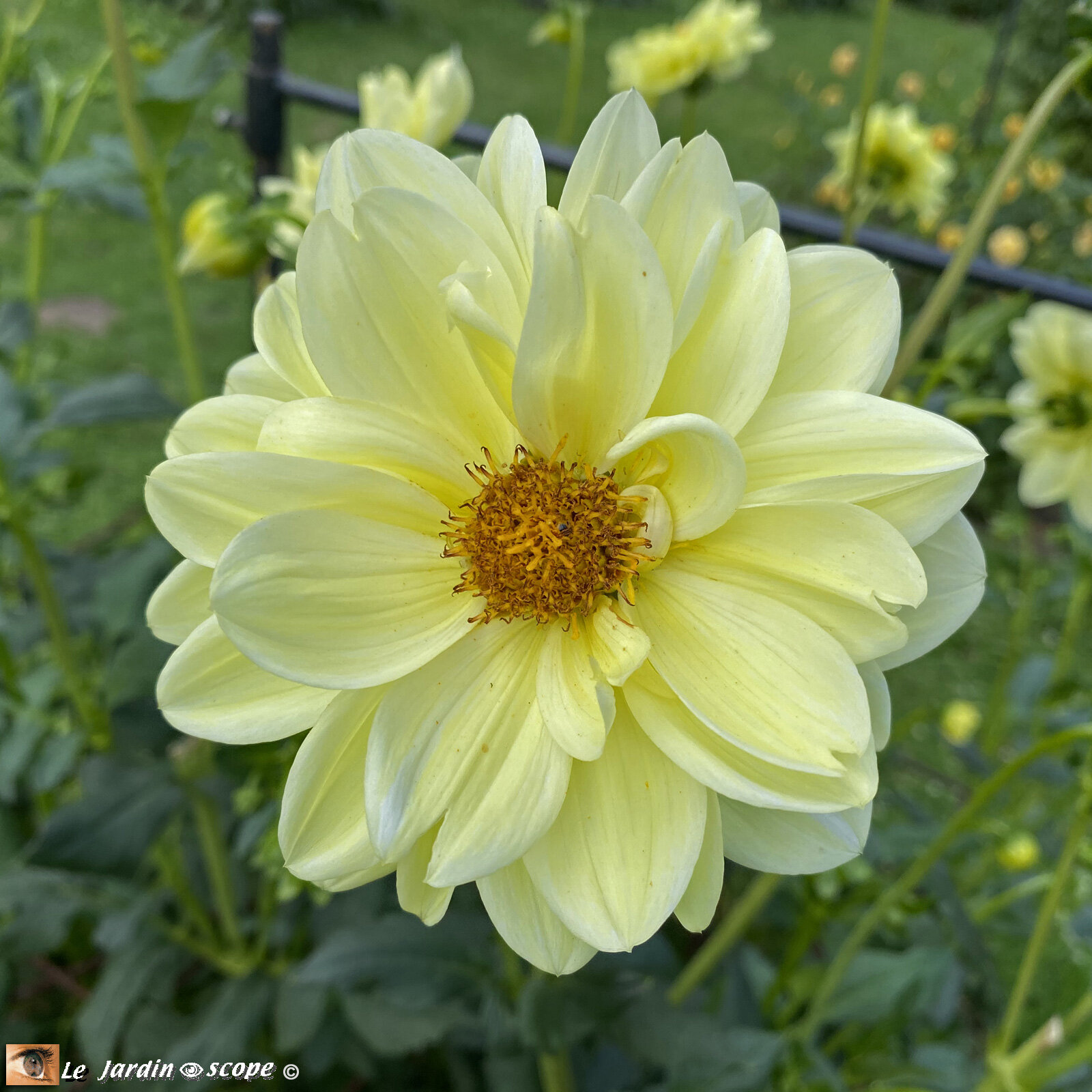 Dahlia-Glorie-Vanheestede