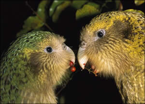 kakapo-couple