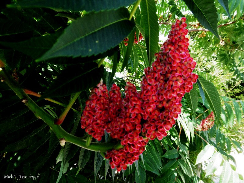 1-Fleurs de Léon 280619