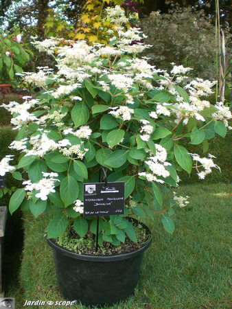 9401_Hydrangea_paniculata